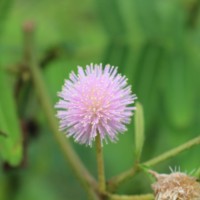 Mimosa pigra L.